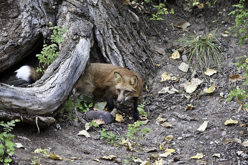 赤狐(Vulpes Vulpes)是食肉目哺乳动物。它是陆地上食肉动物中分布最广的，原产于加拿大、阿拉斯加、几乎所有邻近的美国、欧洲和北非